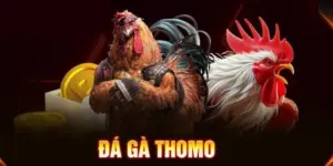 Đá Gà Thomo – Trực Tiếp Đỉnh Cao Tại S666 2026