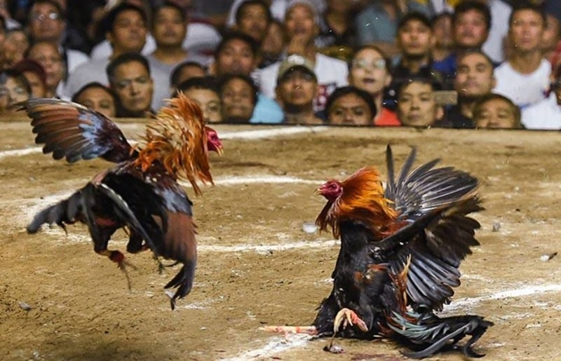 Kinh Nghiệm Cá Cược Đá Gà Thomo Hiệu Quả